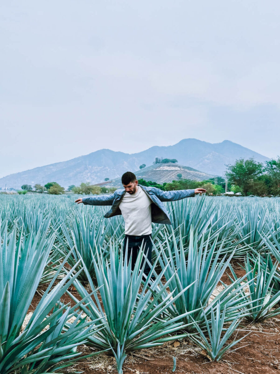 A person dressed in a white shirt and blue jacket stands with arms outstretched in the middle of an agave field with mountains in the background.